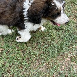 Poodle Puppies from Polk County Standard Poodles