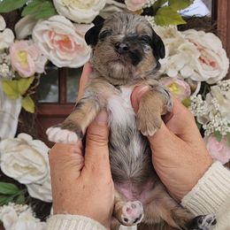 Sarah - Black and tan female Havapoo puppy in Dothan, Alabama from Farquharson's Poodles&Doodles