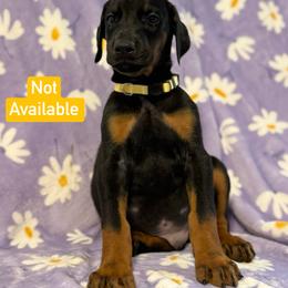 Yellow Collar - Black and rust male Doberman Pinscher puppy in Lake City, Florida from Paintedcrazy Doberman Pinchers