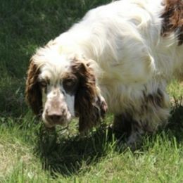 Lennox - Liver white and tan male English Springer Spaniel puppy in Henry, Virginia from Two Hills Springers