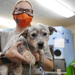 Australian Cattle Dog Puppies from Intermountain Australian Cattle Dogs