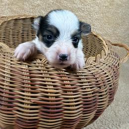 Jessi - Black and tan female Pembroke Welsh Corgi puppy in Stillwater, Oklahoma from Steele Family Farms