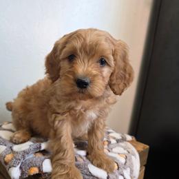 Angel - Red male Cavapoo puppy in Blackfoot, Idaho from Draper Mountain Doodles