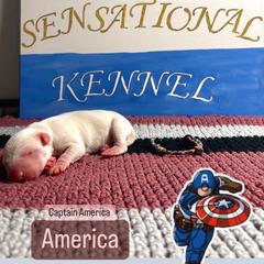 Dogo Argentino Puppies from Savs_sk9