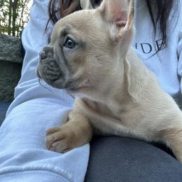 French Bulldog Puppies from River City Frenchies