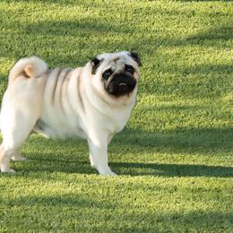 Pug puppies from FurEver Canine