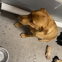 Girl 1 - Labrador Retriever puppy in Menomonee Falls, Wisconsin from Steppinstone Dog Training and Labradors/BC’s