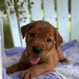 Lime Boy - Dark golden male Golden Retriever puppy in Maysville, North Carolina from Gold Rush Retrievers