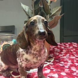 Beetee - Piebald male Dachshund puppy in Temecula, California from Naomi Magee's Dachshund Kennel