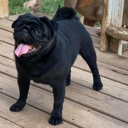 Gustavo - Pug