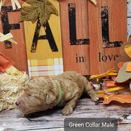 Green Collar Male - Apricot Poodle puppy in Selinsgrove, Pennsylvania from Poodle Paws and Puppies