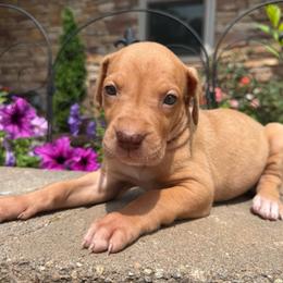 Light purple collar - Merle female Great Dane puppy in Corsica, Pennsylvania from Ferguson Family Danes LLC