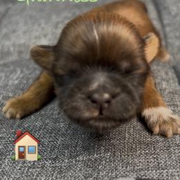 Guinness - Red male Shih Tzu puppy in Vernon, New Jersey from Calta’s Cute Shih Tzu
