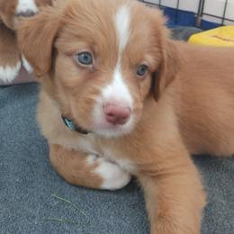 Nova Scotia Duck Tolling Retriever Puppies from Red Hill Tollers