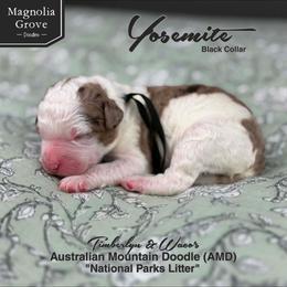 Yosemite - Black Collar - male Australian Mountain Doodle puppy in Oxford, Alabama from Magnolia Grove Doodles