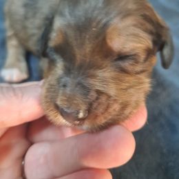 Cane - Chocolate merle male Bernedoodle puppy in Lafayette, Alabama from Williams Lake Doodles