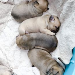 French Bulldog Puppies from Camp Fine Frenchies