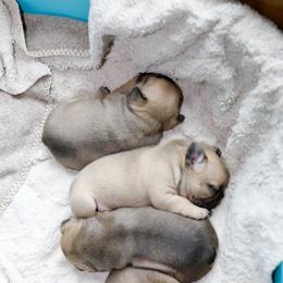 French Bulldog Puppies from Camp Fine Frenchies