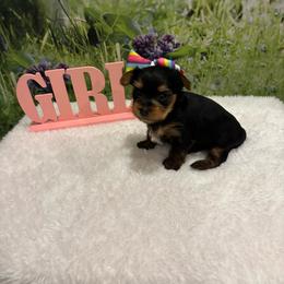 Yorkshire Terrier puppies from Mary Yorkies in Ga