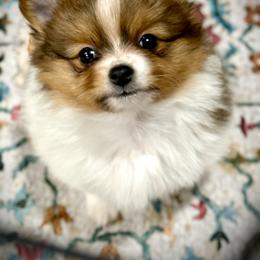 Pomeranian Puppies from ThePomPack