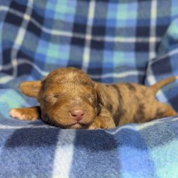 Charlie - Red merle male Aussiedoodle puppy in Haleyville, Alabama from The Cuddly Dood Ranch