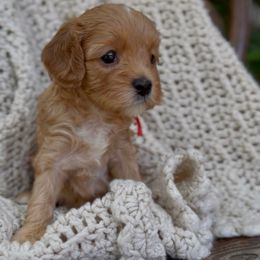 Eclair - Red female Cavapoo puppy in Arlington, Texas from Van Haselen Poodles and Doodles
