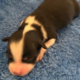 Bossy - Black tri female Miniature American Shepherd puppy in Godley, Texas from Bradley Kennels