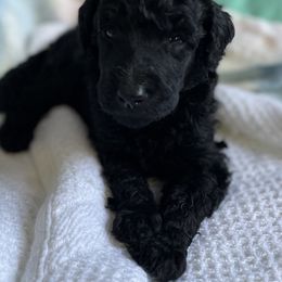 Poodle Puppies from Jaycee's Puppies