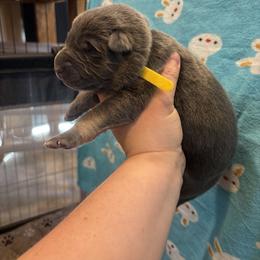 Ocia - Blue female German Shepherd puppy in Watervliet, Michigan from M&M Shepherd Farms