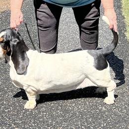 Zuki - Basset Hound
