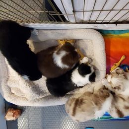 Miniature American Shepherd Puppies from WestOak Miniature American Shepherds