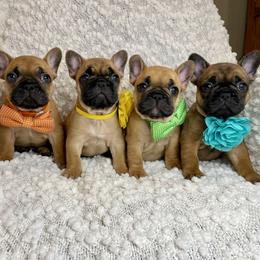 French Bulldog Puppies from GavFam Frenchies