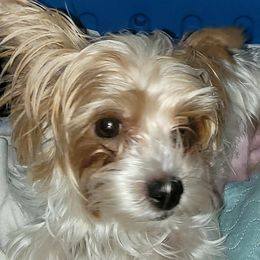 KOOKIE - Yorkshire Terrier
