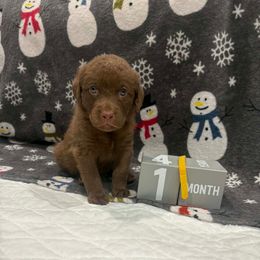 Gold Dot - Brown female Chesapeake Bay Retriever puppy in Wisconsin Dells, Wisconsin from Kilbourn Chesapeakes