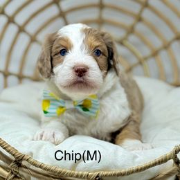 Chip - Red merle male Assorted Doodle Crosses puppy in Sterling, Colorado from North 40 Doodles