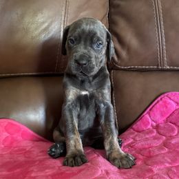 Rowena - Blue Brindlepoint - Blue female Great Dane puppy in Morton, Illinois from That Gurl K9s