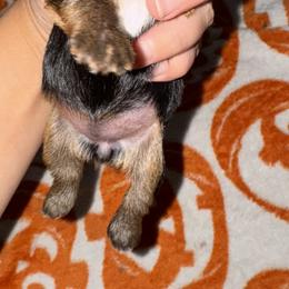 Yorkshire Terrier Puppies from Heaven_sent_toy_yorkies