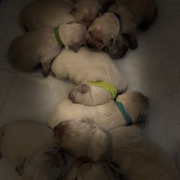 Kasparov - Golden male Golden Retriever puppy in Aliso Viejo, California from Golden Puppy Dog