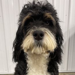 Beth - Bernedoodle