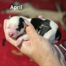 April - Black and white female Pomsky puppy in Fredericksburg, Virginia from Purely Pomskies