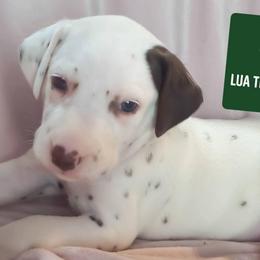 Velvette (Emerald Collar Female) HUA - White and liver brown female Dalmatian puppy in Raymondville, Missouri from Wagner's Dalmatian's