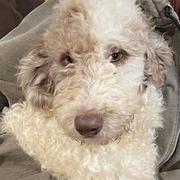 Hamish - Aussiedoodle puppy from Love my doodles/ Aussiedoodle love