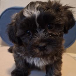 Blaze - Brindle and white male Mal-Shi puppy in Apollo Beach, Florida from Gemstone Exclusive Pups of Florida