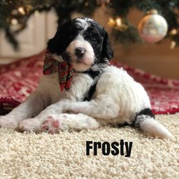 Bernedoodle and Bernese Mountain Dog Puppies from Bernedoodle Buddies
