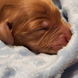 Golden Retriever Puppies from Soda Springs Kennel
