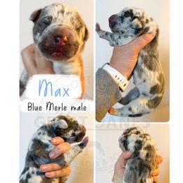 Max - Merle male Great Dane puppy in Sac City, Iowa from Northern Great Danes of Colorado & Iowa