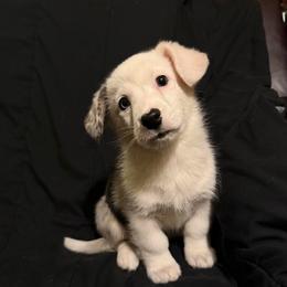 Zeus - Blue merle and white male Cardigan Welsh Corgi puppy in Madera Acres, California from All Star Corgis