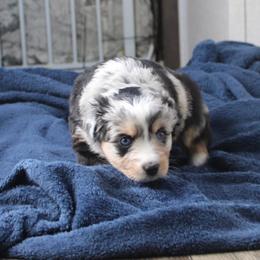 Lady - Blue merle female Miniature Australian Shepherd puppy in Fort Smith, Arkansas from Rye Hill Aussies