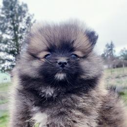 Pomeranian Puppies from Pers N Poms