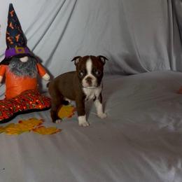 Charles - Seal and white male Boston Terrier puppy in London, Kentucky from Puppy Love